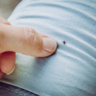 4-ből 3 magyar talált már magán kullancsot, sokan mégsem védekeznek című cikk nyitóképe