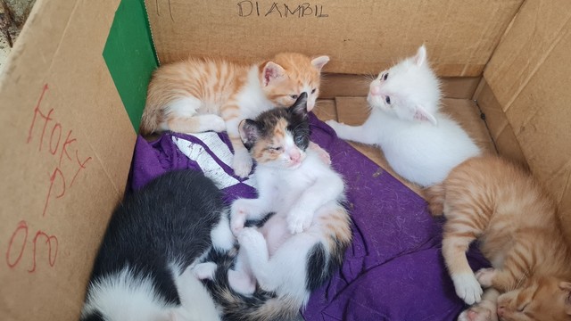 Döbbenet: kiscicákat dobott a Parlament lépcsőjére ez a férfi - videóra vették a szívtelen tettet