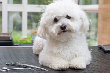 Bichon Bolognese