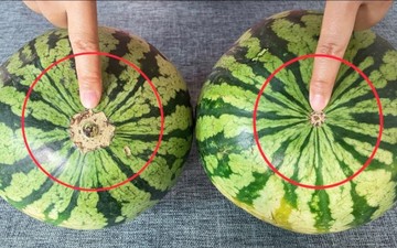 Így választanak görögdinnyét a profik! Ezt a foltot keresse, és egészséges, mézédes dinnyét vihet haza