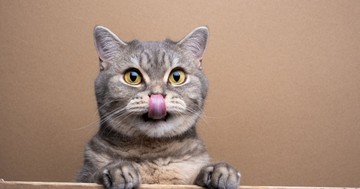  Miért nyáladzik a macskám? Ártalmatlan jel vagy komoly figyelmeztetés? 