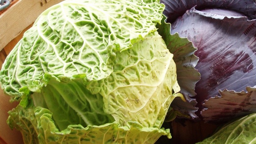 cabbage