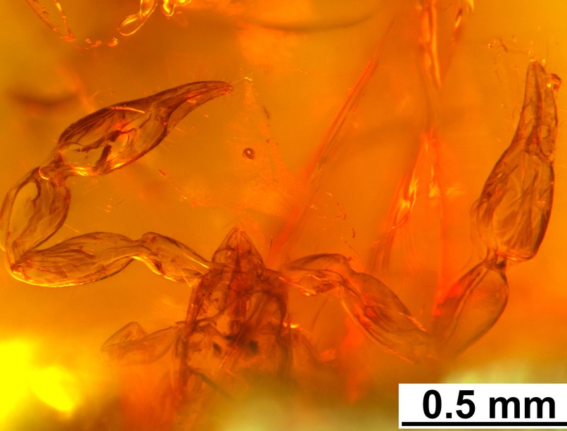 Az Ajkagarypinus stephani holotípusa (Novák et al, 2024 után módosítva)