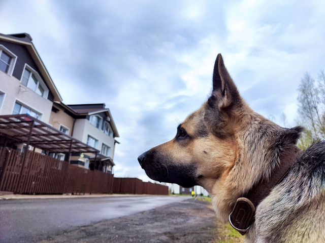 Bíróság elé kellett állnia annak a nőnek, akinek kutyája egy motoros halálát okozta