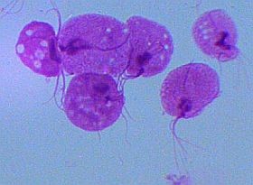 Szexuális fertőzés - plusz veszélyek?