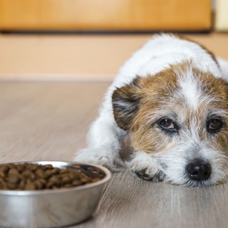 Egy új tanulmány szerint sok gazdi nem veszi észre, ha fájdalmai vannak a kutyájának című cikk nyitóképe