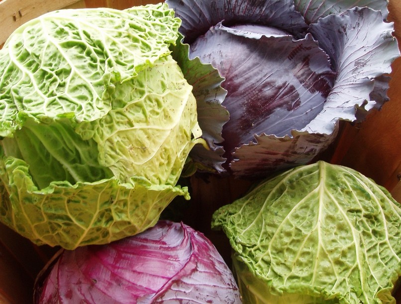 cabbage