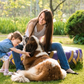 Valóban nyugodtabbak a nagytestű kutyák és izgágábbak a kicsik?  című cikk nyitóképe