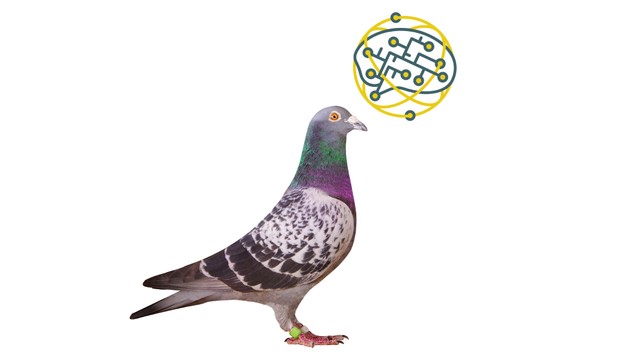 Okosabbak tőlünk a galambok? Kiderült, hogy az eszük olyan, mint a mesterséges intelligenciáé
