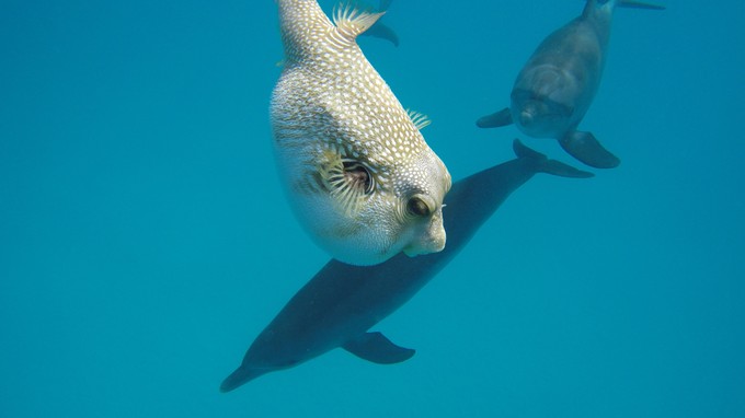 Tényleg gömbhallal tépnek be a delfinek? Valójában ez rejtőzik a különös viselkedés mögött című cikk nyitóképe