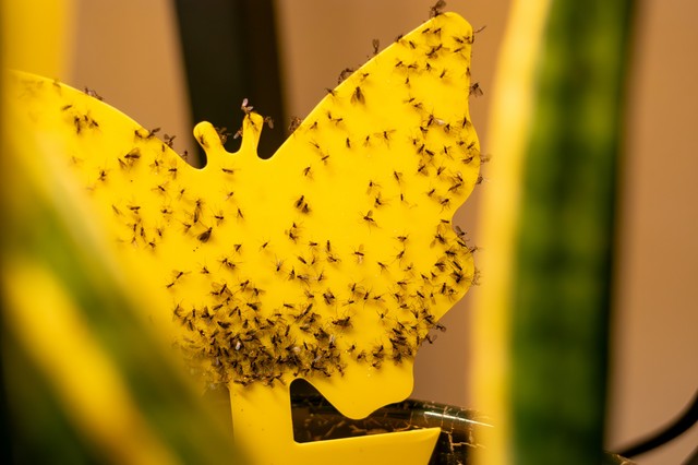 Egy kreatív háziasszony 5 perc alatt elkészítette a legyek rémálmát – mutatjuk, mitől olyan hatásos