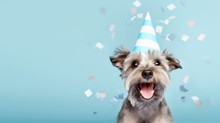 Tudja meg, vajon hány éves a kutyája – Nem 7-szeres szorzóval kell számolni!  című cikk nyitóképe