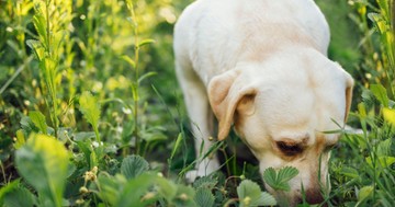 Több, mint rossz szokás: miért eszik a kutya ürüléket?