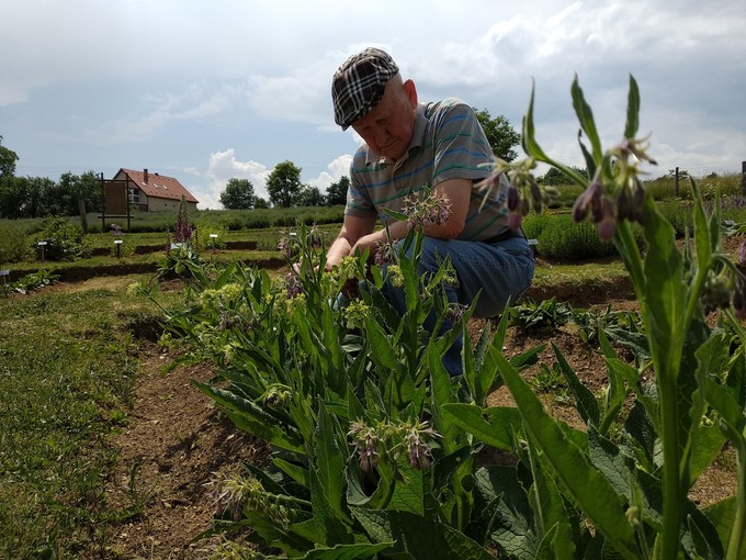 Már lehet jelentkezni Gyuri bácsi gyógynövénytúráira című cikk nyitóképe