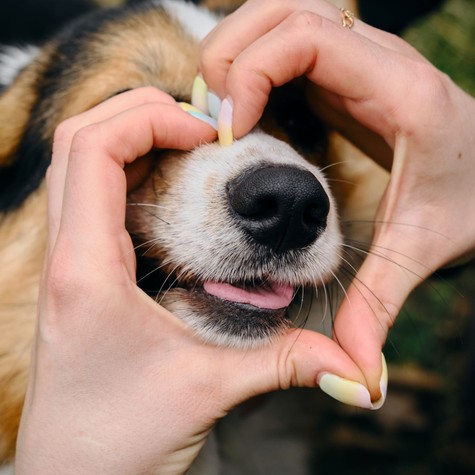 Négylábú kardiológusok: 5 ok, amiért a kutyatartók szíve egészségesebb című cikk nyitóképe