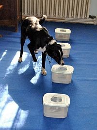 Kutyák és a tüdőrák? - már itthon is "diagnosztizálnak" az ebek...