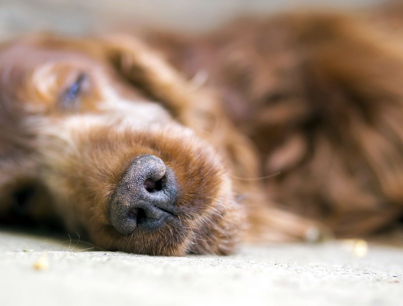 mikor érdemes elaltatni kutyát