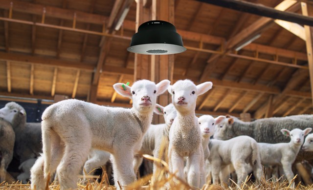 Madárinfluenza és száj- és körömfájás: Magyar légtisztító segíthet a járványmegelőzésben