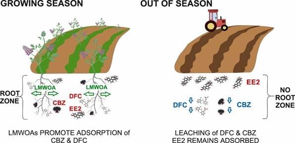 Gyógyszermaradványok a talajban