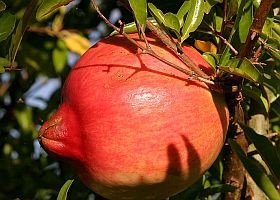 Egy jó hír: gránátalmalével a stressz ellen