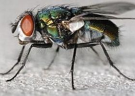 Lábszárfekély: egy különleges kezeléssel javul!