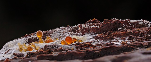 Rejtett penész a lakásban: köhögés, fejfájás, fáradtság jelzi