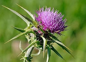 Gyógynövények - a máriatövis