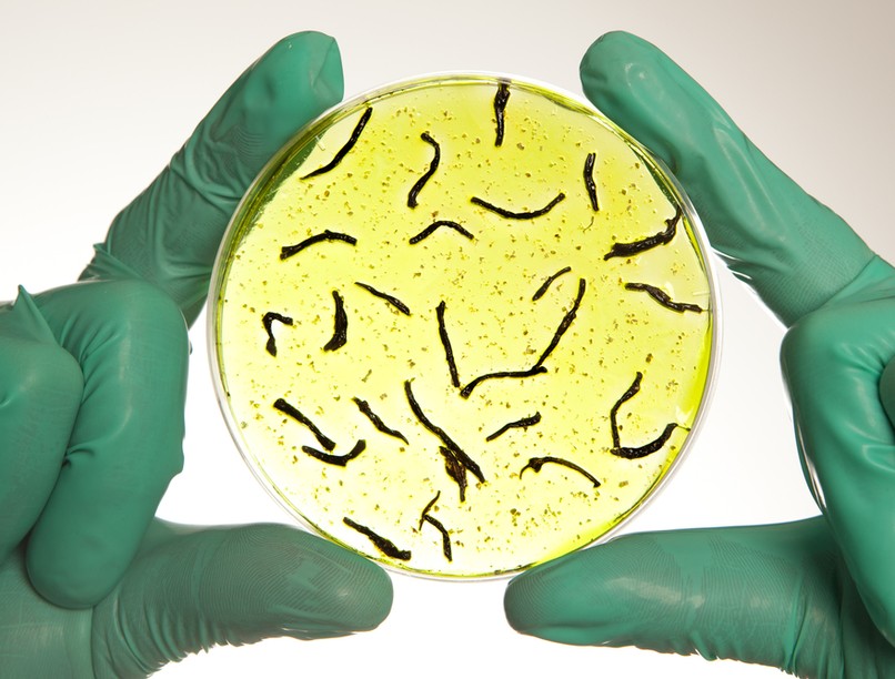 kolera, halálos betegség, afrika, ivóvízellátás