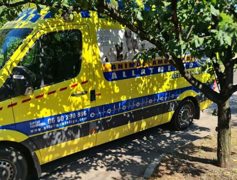 állatmentő, állat, kutya, gyros, Budapest