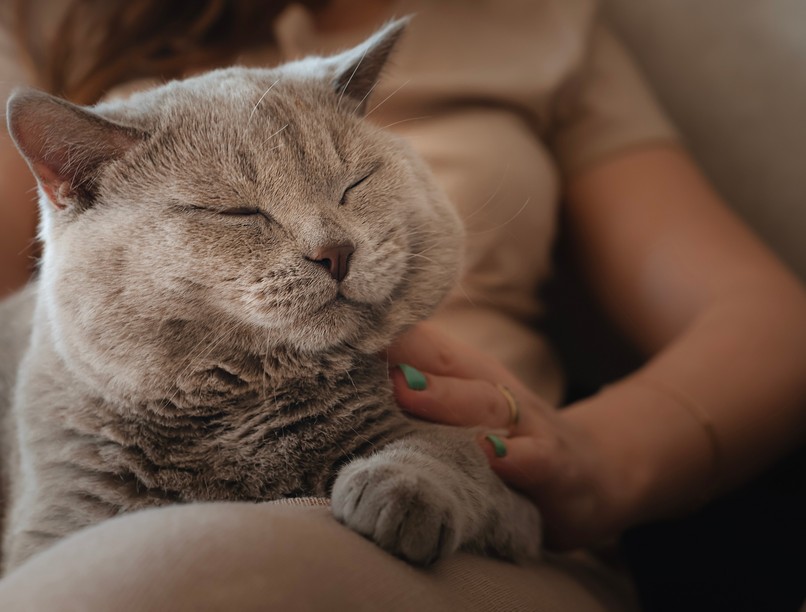 nevelés kommunikáció macska nyelv