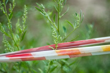 Parlagfű allergiás és gyógyszerre sem enyhülnek a tünetei? Ez lehet a háttérben!
