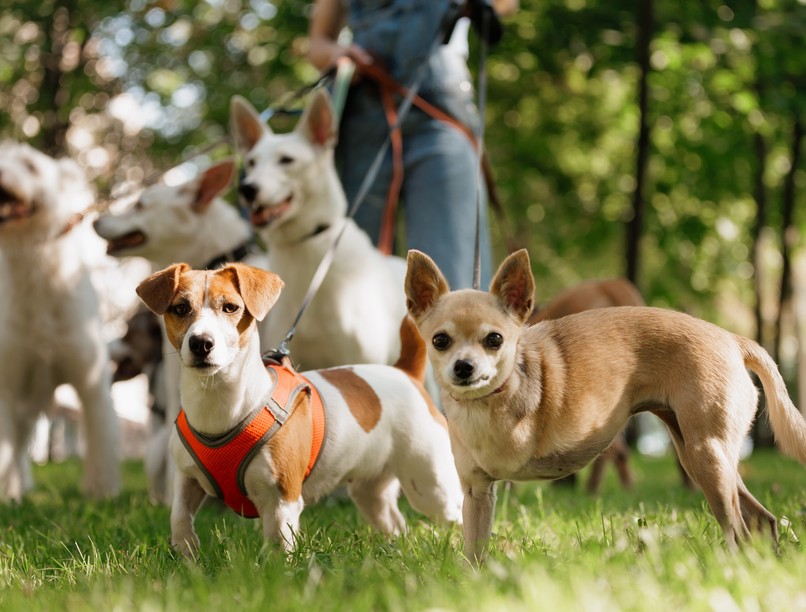 falkaséta kutya városliget