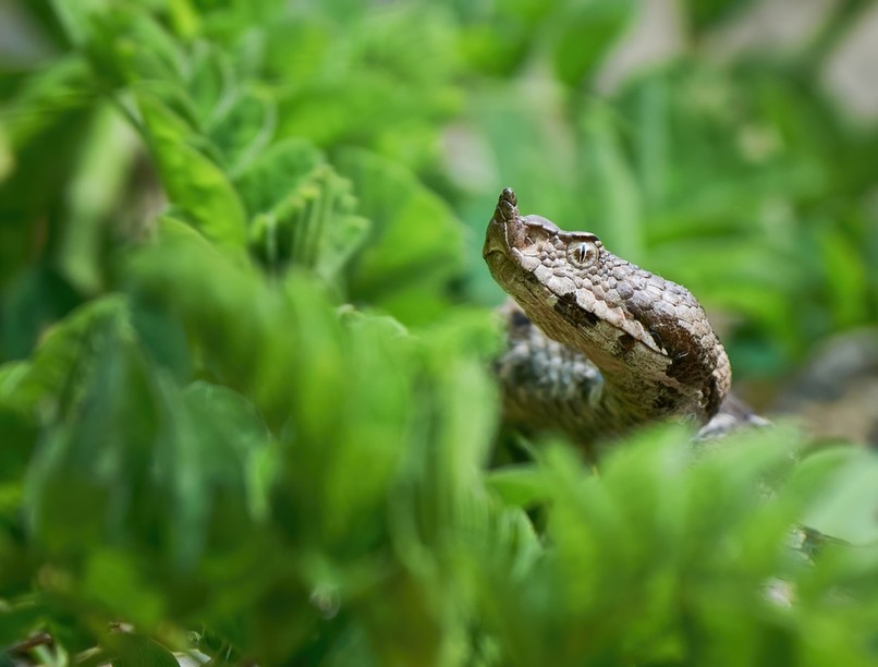 kígyó, kígyóméreg, kígyómarás, vipera, paralgi vipera, keresztes vipera