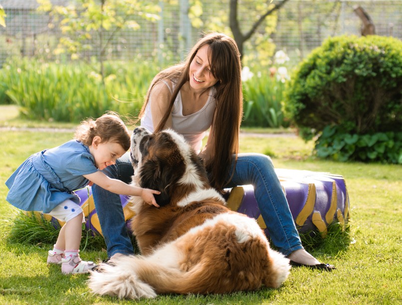 nagytestű kutya nyugodtabb