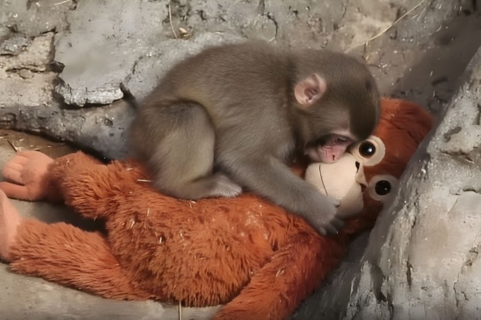 Ezért hat meg minket annyira Punch, a kis majom története – szakemberek szerint fontos képet ad rólunk, mai világunkról