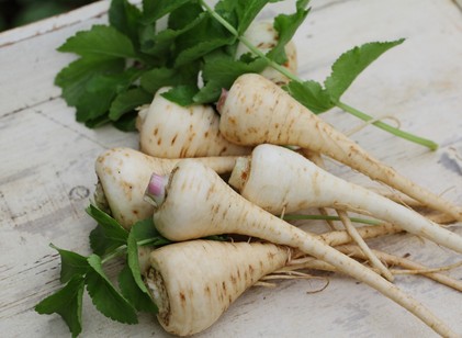 Paszternák, az alábecsült tavaszi zöldség, amivel érdemes barátságot kötnünk című cikk nyitóképe