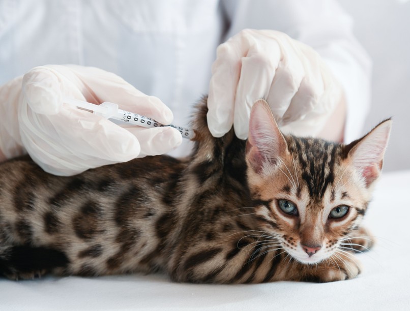 oltás macska állatorvos fertőző betegségek