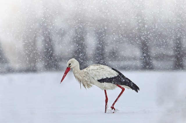 Mit kell tenni, ha gólyát látunk télen itthon, mikor szorul segítségre?
