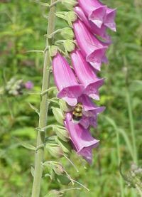 Egy abszolút gyógynövény - a gyűszűvirág...
