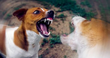 Mit tegyen, ha kutyáját megtámadja egy másik eb? Hasznos tanácsok vészhelyzetre