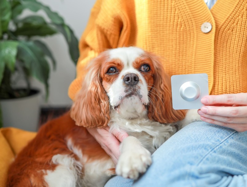 milyen gyakran féreghajtás kutya