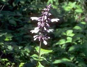 Szemben az új veszéllyel: a zsálya mint kábítószer