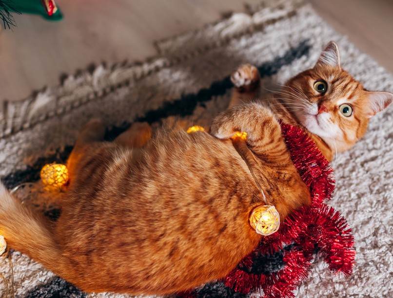 ünnep karácsony kisállatok kutya macska