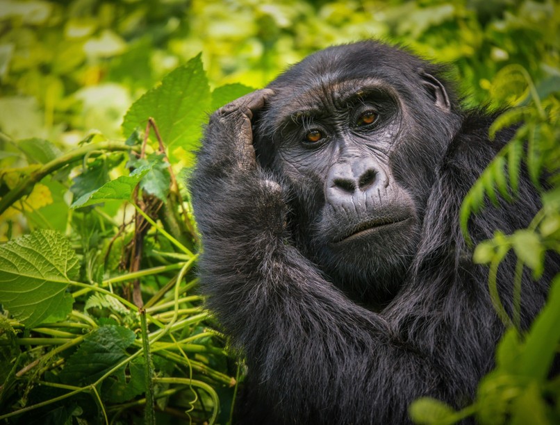 gorilla, budapest, állatkert, őssejtterápia