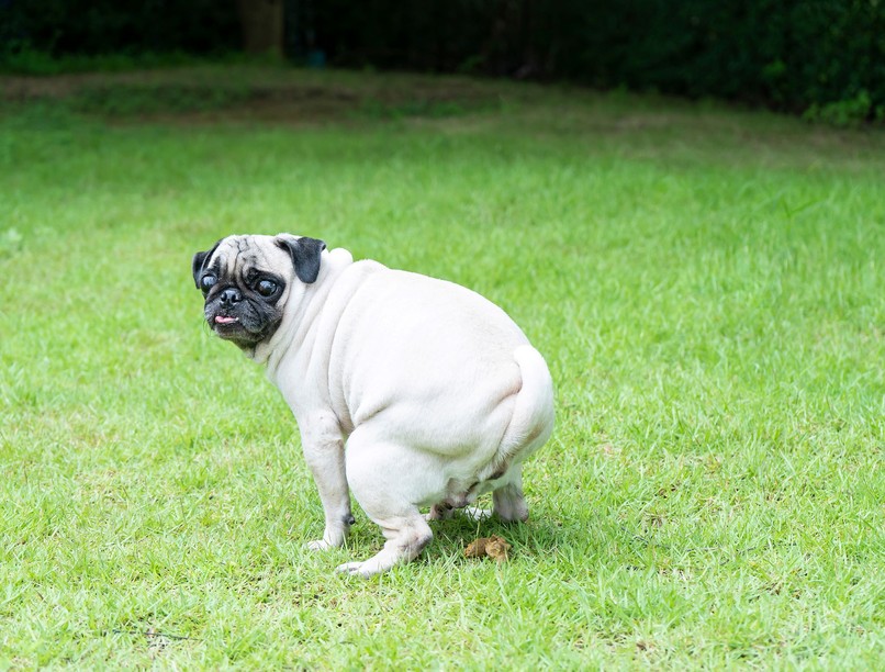 kutya miért néz amikor kakil