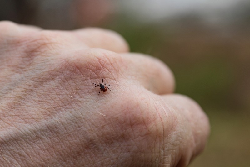 Nem is gondolná, hol bújhat el rajtunk egy kullancs! Extrém helyek, ahol a vérszívó a bőrbe fúródhat