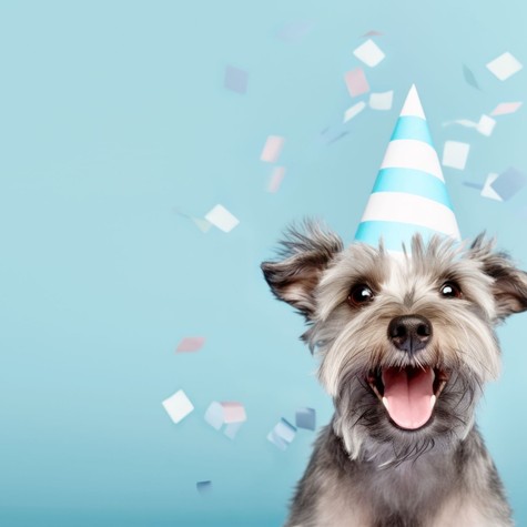 Tudja meg, vajon hány éves a kutyája – Nem 7-szeres szorzóval kell számolni!  című cikk nyitóképe