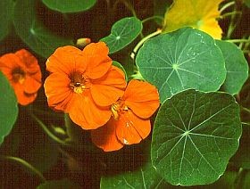 Gyógynövények: kerti sarkantyúka