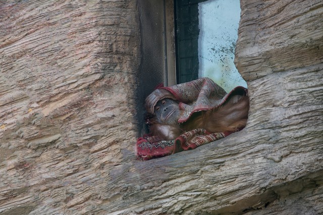 Koronavírus-tesztelésen estek át orángutánok. Ez lett az eredmény!