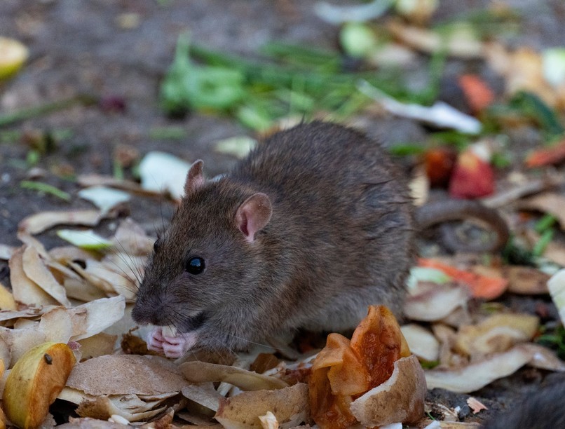 orvos válaszol patkányürülék fertőzés